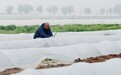 石家庄市栾城区：春日农事忙