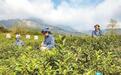 庐山市：春茶开采（图）