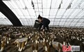 河北省迁安市：菌香溢棚 助农增收