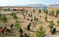 四大班子领导带头挥锹　甘肃张掖今年义务植树350万株