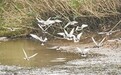 南矶湿地保护区预计5月迎来夏候鸟迁徙高峰期