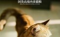 守护毛孩子舌尖上的安全，行业优等生弗列加特如何筑牢质检安全防线？