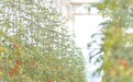 瑞昌发展高品质设施农业 保供应促增收（图）
