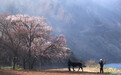 花开岷州春意浓　乡村美景引客来