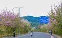 江西崇义：洋紫荆盛放 道路成花廊（图）