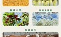 甘肃张掖拍了拍有才的你　品牌IP形象设计最高奖两万