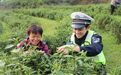 春茶采摘正当时，萍乡交警深入茶园面对面“话安全”