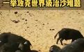 10万头黑猪让沙漠变绿洲？当地林草局回应
