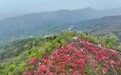 南昌：万株映山红 盛放迎客来（图）