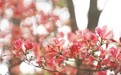 鹰潭：花海绚烂绘就城市新画卷（图）