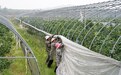 抢抓农时春管忙！渝水果农为果冻橙疏枝、揭膜促丰收