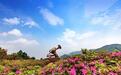 4月18日，井冈山杜鹃花节开幕！漫山红遍邀您共赴春约