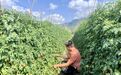 民生视线 | 万宁市礼纪镇：把正确政绩观践行在田间地头