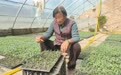 果蔬菜苗移栽忙　甘肃灵台群众增收“植”得期待