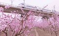 丝路古城春风至　唤醒满城万花开