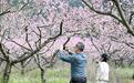 铜鼓县：桃花开 春意浓（图）
