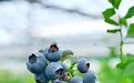 最大直径4厘米！镇海“巨无霸”蓝莓上市啦~