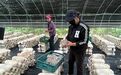 甘肃华亭“菌”团生产忙　释放乡村振兴大“蘑”力