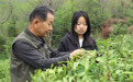 九江湖口：手工制茶传古韵 春茶飘香富农家