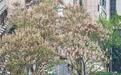 樱花谢了别遗憾 武汉这条泡桐花小巷正美到封神