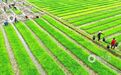 遂川县：春日插秧忙 绘就春耕盛景（图）