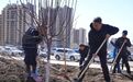 长春市南关区开展2026年度植树活动