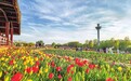 长治市漳泽湖国家城市湿地公园：郁金香竞相绽放