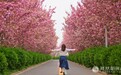花漾千阳 多彩塬上——赴一场春日限定的浪漫之约