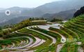 遂川县：云漫梯田处 春染桃源间（图）