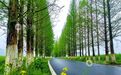 江西分宜：生态公路绘就春日乡野画卷（图）
