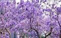 邂逅紫色浪漫 泡桐花道藏社区温情
