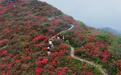 江西宁都：杜鹃花开引客来（图）