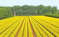 济源市承留镇栲栳村蔬菜制种基地进行插杆围绳作业