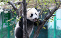 甘肃首只人工繁育熊猫亮相　快去兰野和国宝约会