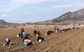 承德平泉规模化百合种植让农民在家门口就业增收