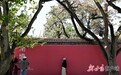 甘肃皋兰“梨花经济”带火乡村振兴