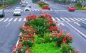 吉安市中心城区主干道繁花满枝 形成道独特的“鲜花长廊”
