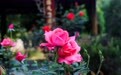 花漾东湖  落雁玫瑰园惊艳整个春天