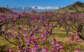 桃梨竞艳绘春景　雪山映画醉游人