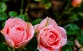 江西分宜：雨中月季盛放 繁花扮靓广场（图）