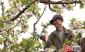 卢龙县兴隆沟村：樱桃花开授粉忙