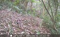 “山中隐士”白颈长尾雉再现南昌
