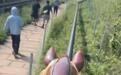 郴州一景区骑“马”下山没有走路快 网友：游客“也是别人眼里的项目”