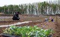 高原夏菜扎根田垄间　甘肃临泽播下5万亩丰收期盼