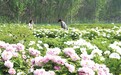 淄博：国色天香醉春光