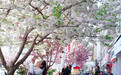 甘肃西和：樱花盛放醉游人　小城春日尽芳菲