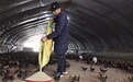 悬空网格、可视化溯源，崇仁麻鸡养殖迎来“智”变升级