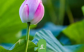 连续两周上四休三！超长“五一”山东喊你来一场“双向奔赴”