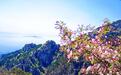 春游泰山｜石坞春深，海棠正好