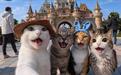 嘲笑爷奶沉迷AI乖孙后，年轻人迎来自己的AI杀猪盘
